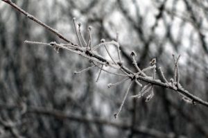 Frozen Trees and Shrubs