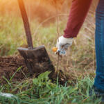 tree planting on your property