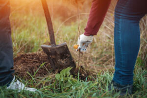 tree planting on your property