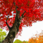 Red Maple tree in autumn colors