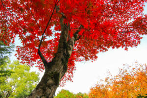 Red Maple tree in autumn colors