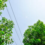 Tree trimming near powerlines