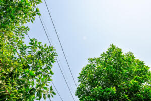 Tree trimming near powerlines