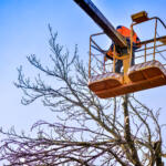 Man using crane to remove trees near powerlines